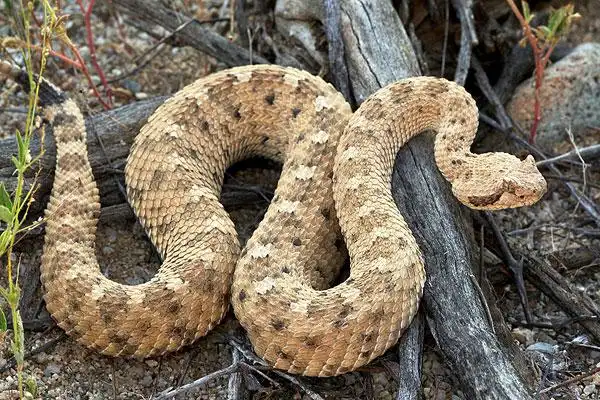 响尾蛇,响尾蛇属,索诺拉沙漠,亚利桑那,小,奇特,侧面,移动