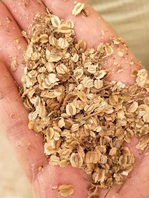 回收鲜白芷 白芷种子 白芷种子种植时间