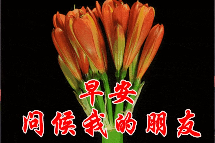 原创7张非常漂亮的冬日早安动态表情鲜花图片早上好发朋友圈动态祝福