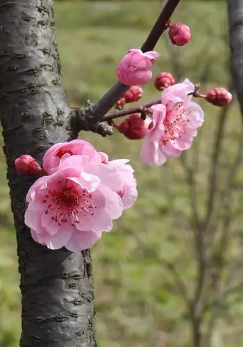 美人梅开 - 美篇