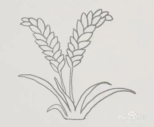 稻穗怎么画简单又漂亮