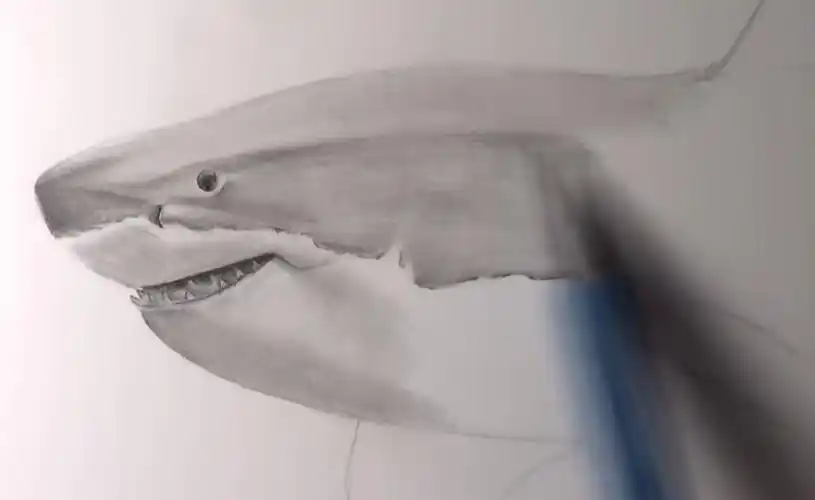 自动铅笔鲨鱼素描步骤