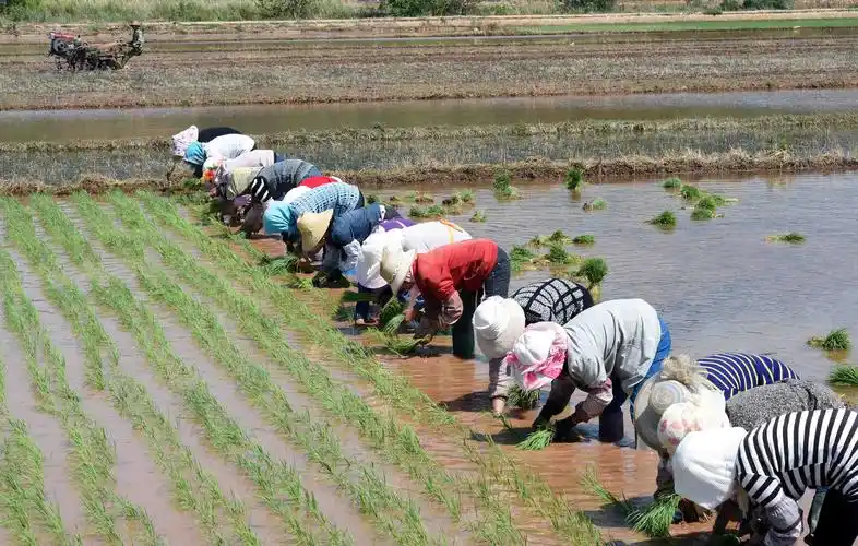 为什么大家失业了,没有收入,也不回去种地?