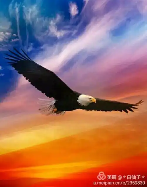 雄鹰展翅,翱翔蓝天!