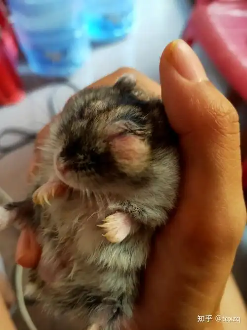 我家仓鼠眼睛红肿睁不开还突出来了用了眼药水后更严重了请问还有什么