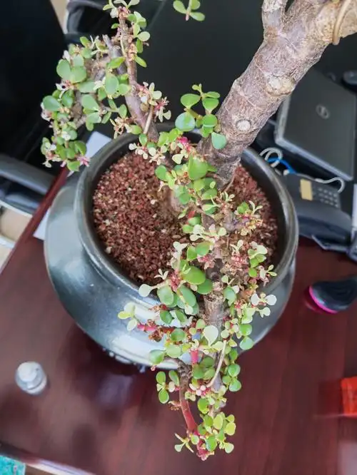 金枝玉叶怎么养 这盆快要秃了 #金枝玉叶  #花卉绿植