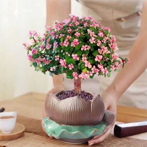 金枝玉叶盆栽室内客厅水培桌面好养花卉老桩开花多肉植物造型盆景