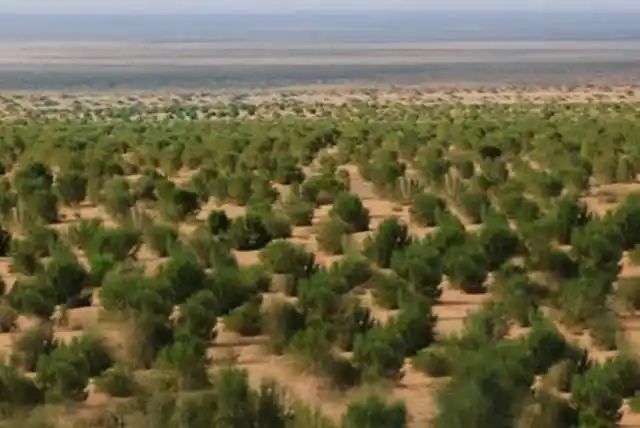 55亿人共同参与马云打造的蚂蚁森林如今怎么样了