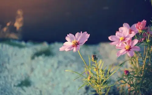 唯美花朵精美素材_花朵的有爱年华_风景壁纸