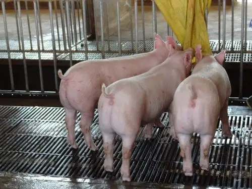 新美系 二元母猪