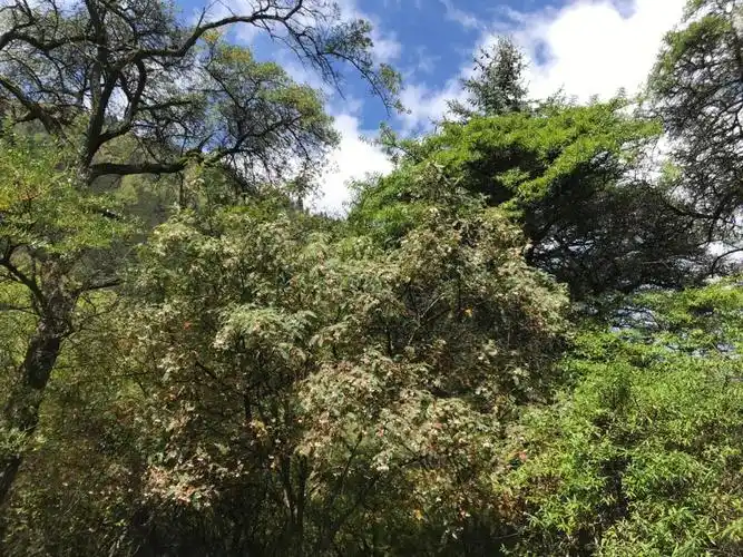 高海拔地区的花楸树