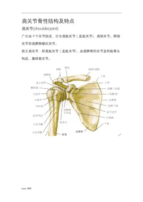 肩关节骨性结构及特点doc19页