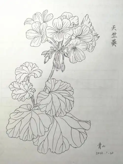 我的退休慢生活  #针管笔临摹  #天竺葵