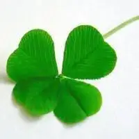 带来好运的微信头像花四叶草的图片点击鼠标右键下载