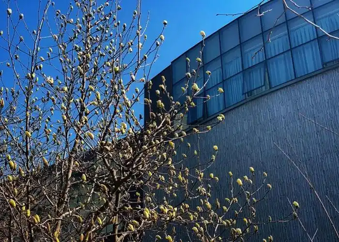 想念北影的第n天 | "云"赏春景,等你归来 - 北京电影学院通知公告