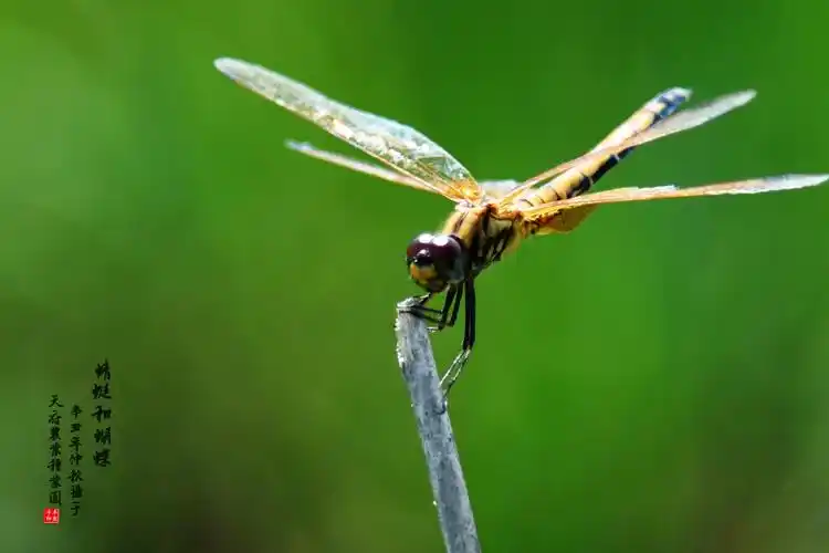 蜻蜓和蝴蝶