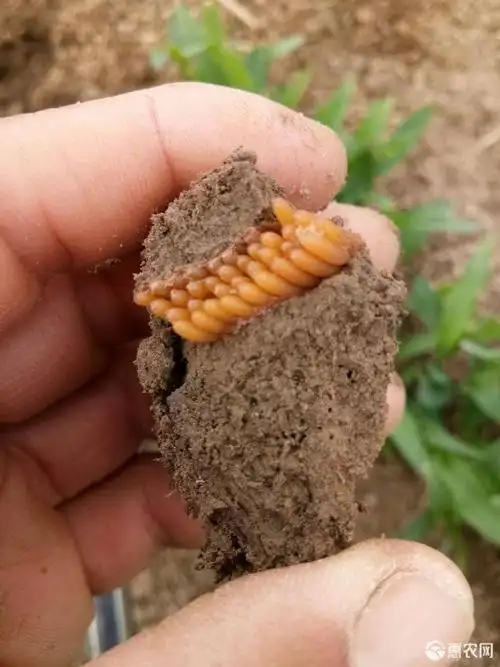 东亚飞蝗 蚂蚱卵