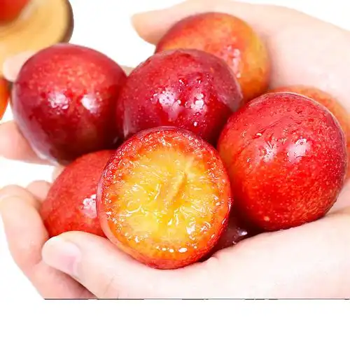 现货空运智利樱桃李纯甜新鲜时令水果李子洋李子高端水果顺丰