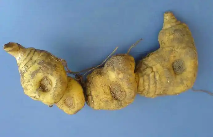 500百年泰山野生黄精鉴赏 - 泰山小毛驴 - 泰山小毛驴