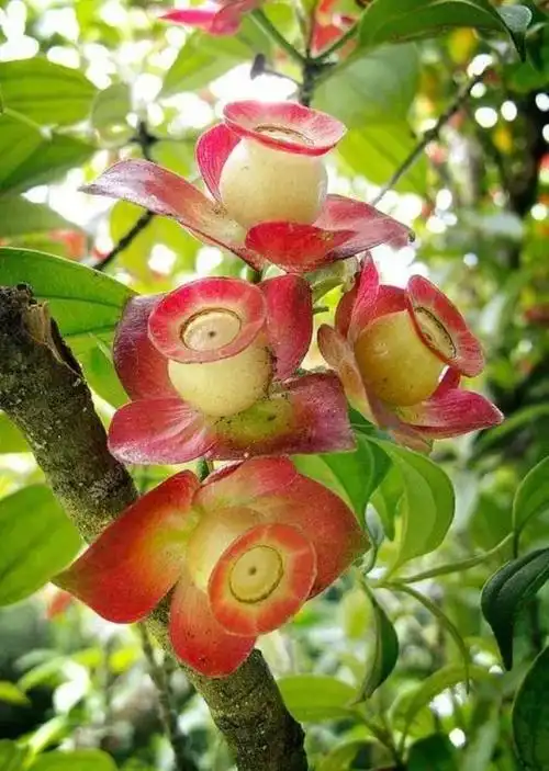 全球罕见花(世界上30种罕见怪花) 资讯 第27张