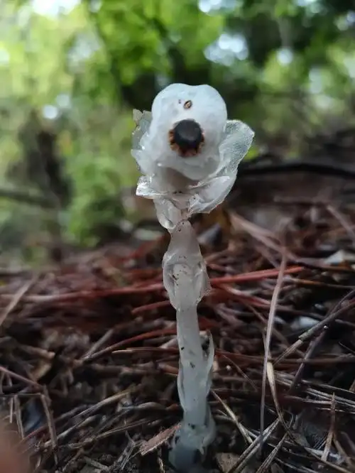 经过朋友圈"研究",有人认出这种植物疑似"水晶兰".