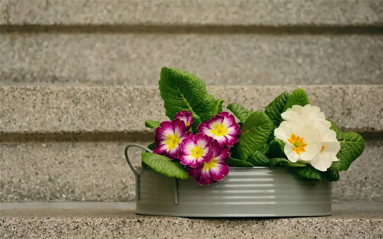 盛开的鲜花唯美高清桌面壁纸