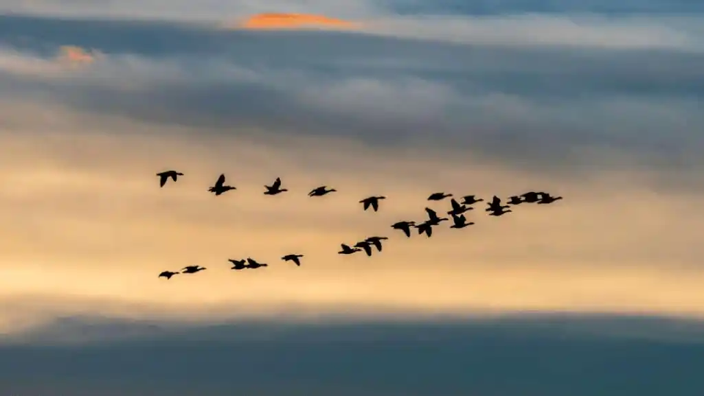 君问归期会有期——采访迁徙家大雁 | 玉米熊小报no.1186