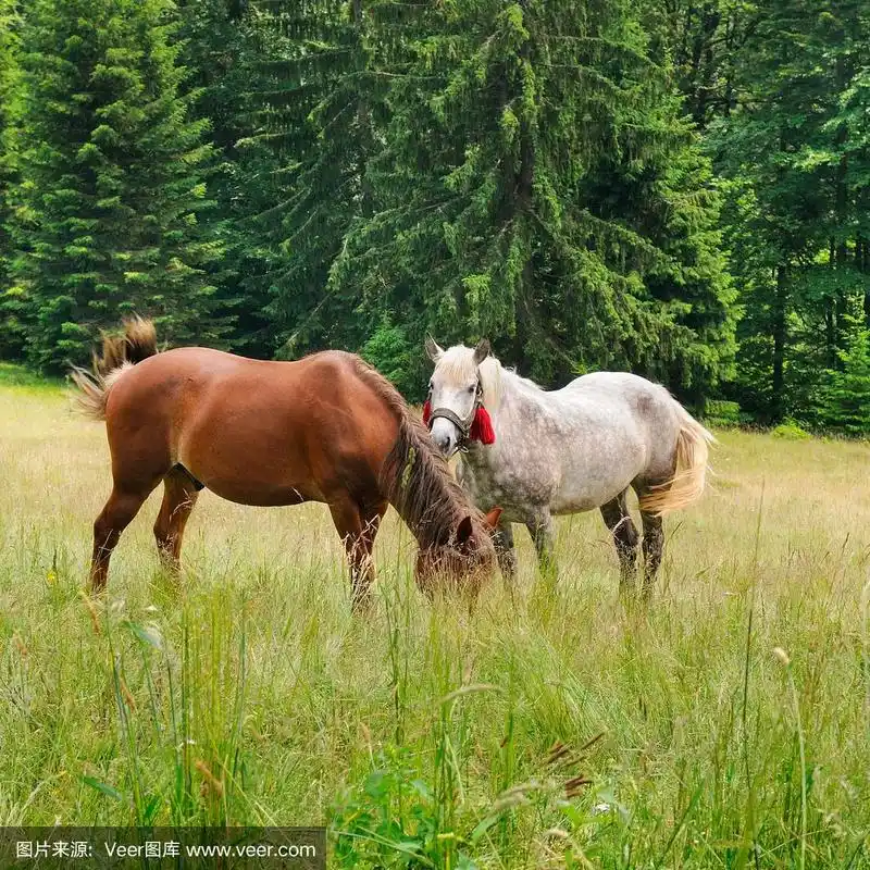 一对漂亮的马正在森林草地上吃草.