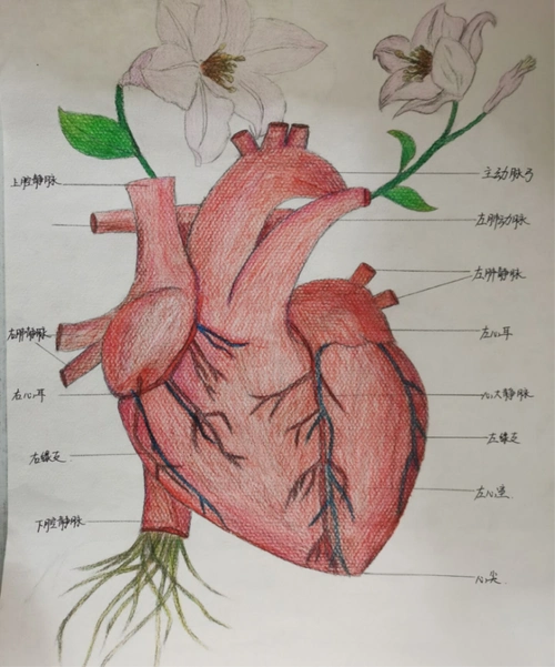 人体解剖绘图,现代er以画笔诠释生命之美_山东现代学院_零二七艺考