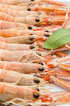 虾图片_虾图片大全_虾图片素材