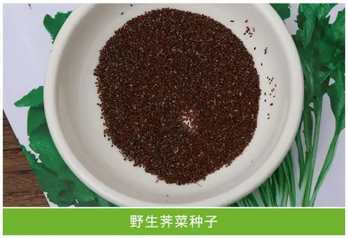 荠菜种子 野生荠菜野菜种子 种籽蔬菜种子 阳台种菜 苦菜子 苋菜_双氙