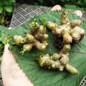 【野生藤三七】野生藤三七品牌,价格 - 阿里巴巴