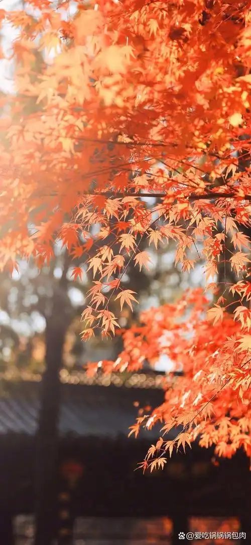 枫叶壁纸 枫叶93壁纸