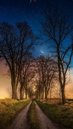 iphone 壁纸 树,路径,草,月亮,星星,夜