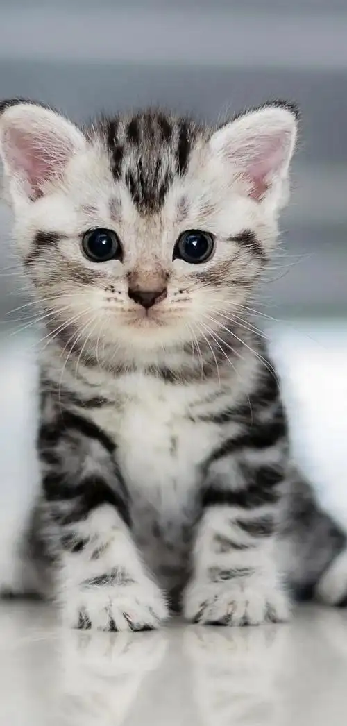 治愈系暖萌动物高清壁纸,温暖治愈系卡通图片(壁纸丨高清全屏萌萌的