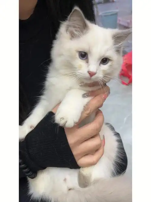 两个半月的小布偶自带小腮红