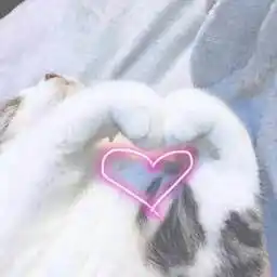 猫爪爱心抖音动图表情包