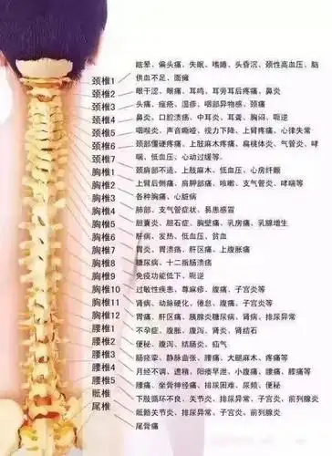 骨骼健康脊柱之胸椎