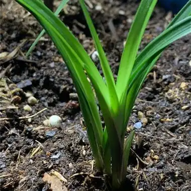 莲瓣兰**草(中宽叶,叶子特厚)