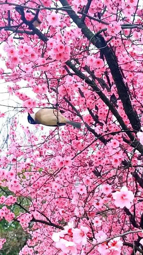 鸟语花香香醉了黄鹂鸟