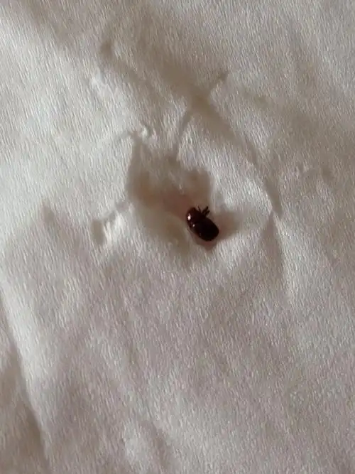 最近家里出现了这种虫子,带翅膀会飞