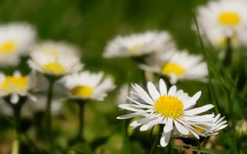 清新淡雅的小雏菊花卉桌面壁纸