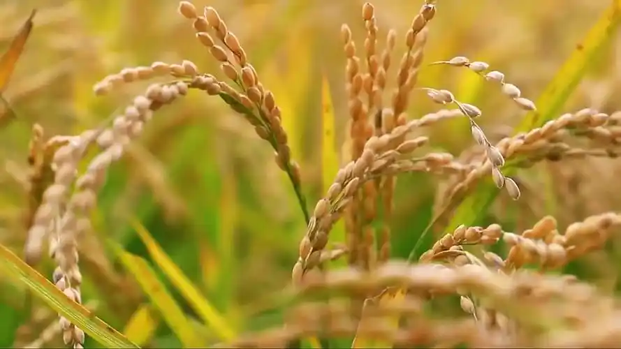 丰收献给党风吹稻谷浪推浪五谷丰登粮进仓