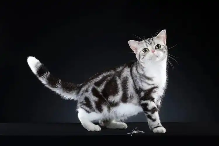 必看ice美国短毛猫品种标准新版