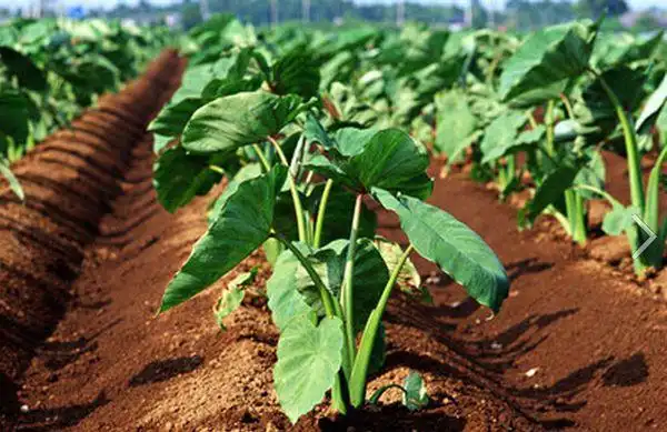 图片植物芋头长什么样子?