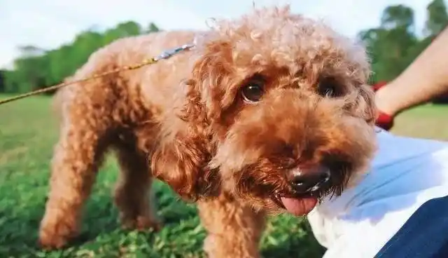 如果你家泰迪有这6个特征,说明它身上有"虫"了