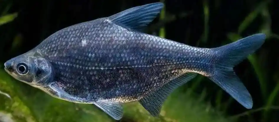 图鉴我国增殖放流允许的主要淡水鱼类广布种21种