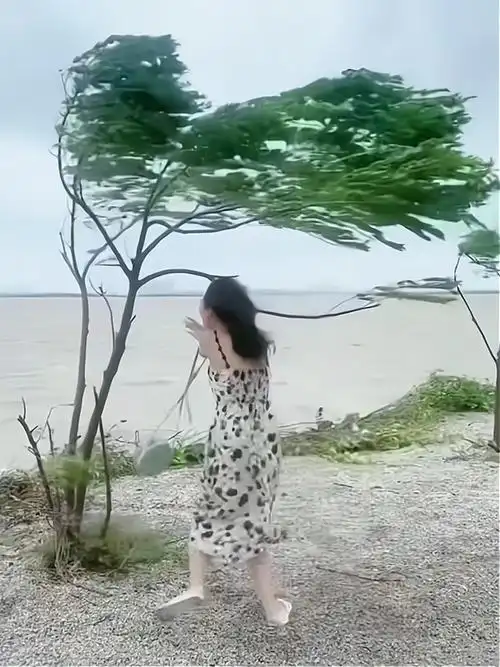 海边刮大风,身材瘦小的女子担心自己被大风刮走,紧抱小树不撒手