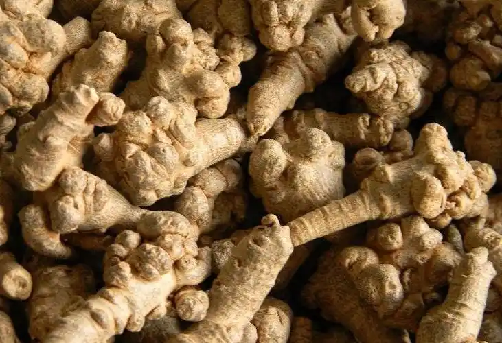 中药三七的功效与作用