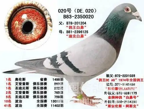 戈马力【小秃头 020】